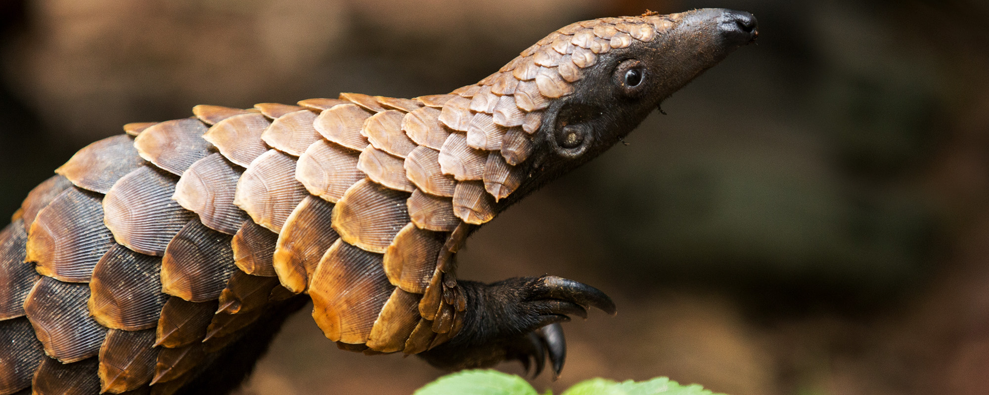 Highest trafficked mammal